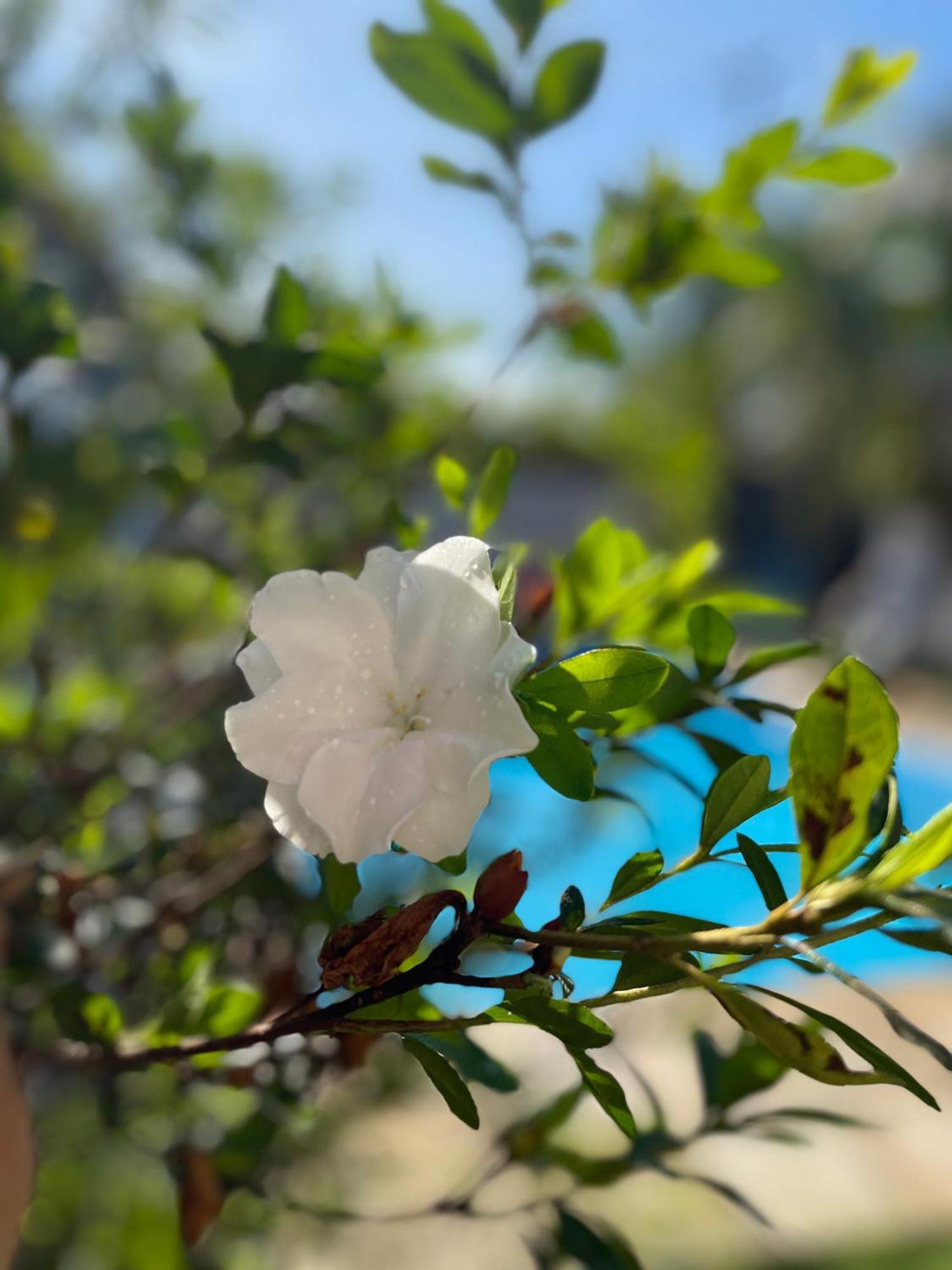 Pousada Jardins Параті Екстер'єр фото